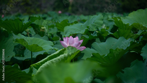 Pink Lotus Flower Blooming Among Green Leaves