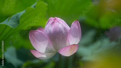 Lotus Bud Close-Up with Visible Water Droplets
