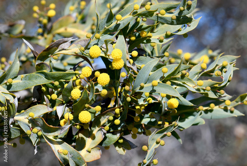 Yellow flowers and unusual phyllodes of Western Australian native Clay Wattle Acacia glaucoptera, family Fabaceae. Known as flat wattle. Endemic to woodland, shrubland and mallee of WA