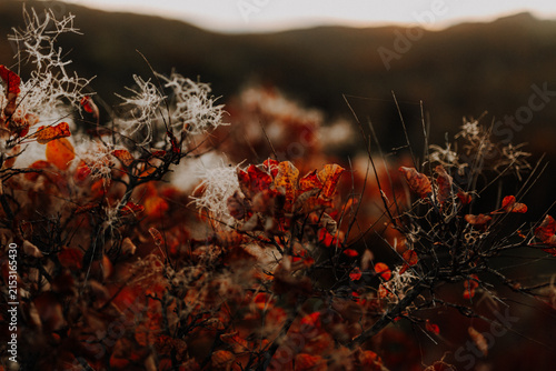 Beautiful red smoke bush with fluffy seed heads in an autumn landscape