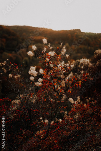 Extreme close up of red autumn leaves and fluffy flowers of a smoke tree