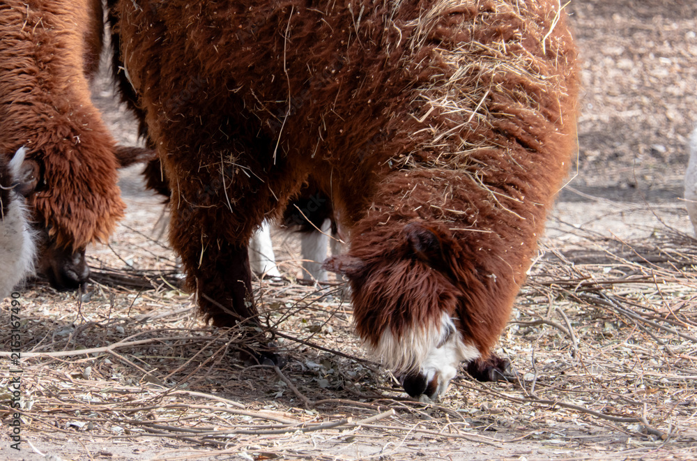 Fototapeta premium Cute Brown Alpaca with Fluffy Fleece Eating Dried Grass and Hay on a Farm
