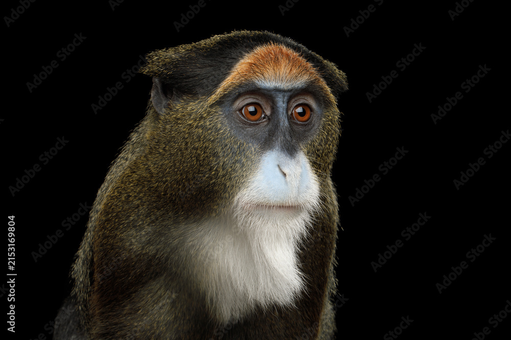 Fototapeta premium De Brazza's monkey portrait shown in profile isolated on black background