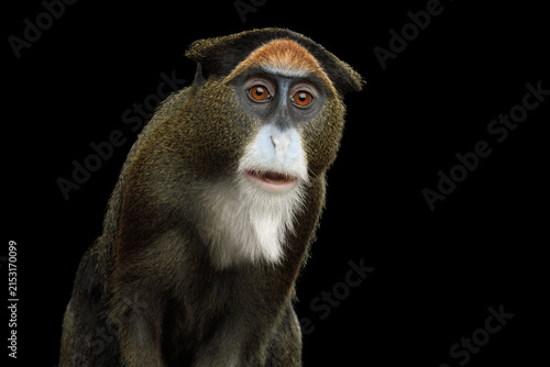 Photography De Brazza's monkey close-up portrait with mouth open in surprised expression iso