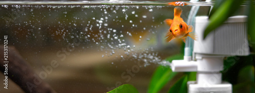 Foto Goldfish in a home aquarium with natural driftwood and aquatic plants