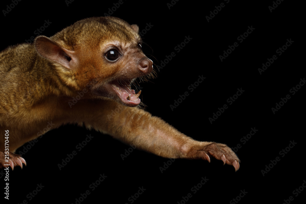 Fototapeta premium Kinkajou lunging forward with mouth open showing teeth isolated on black background
