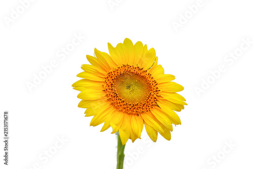 黄色のヒマワリの花