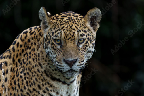 Photography Jaguar (Panthera onca) resting in the Northern Pantanal in Mata Grosso in Brazil