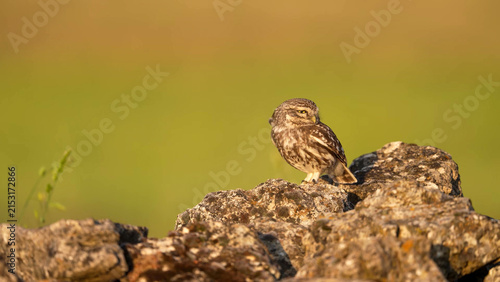 Little Owl Perched on Rocky Wall Against Soft Green Background, Segovia