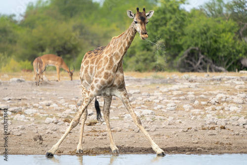 Photography Giraffe hanging around at a waterhole in the very dry and desolate Etosha Nation