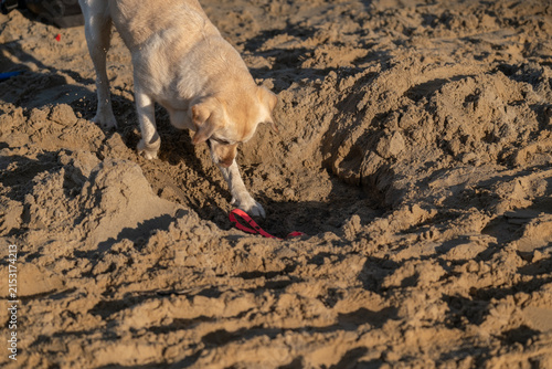 Fototapeta kuchenna Dog digging in sand during natural play and enrichment activity