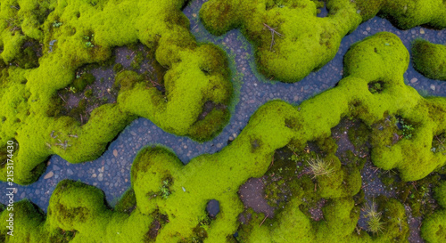 High angle aerial view of vibrant green moss patches growing around a shallow river with pebbles in nature