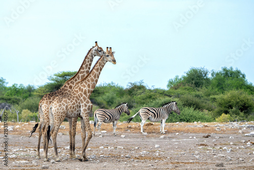 Photography Giraffe hanging around at a waterhole in the very dry and desolate Etosha Nation