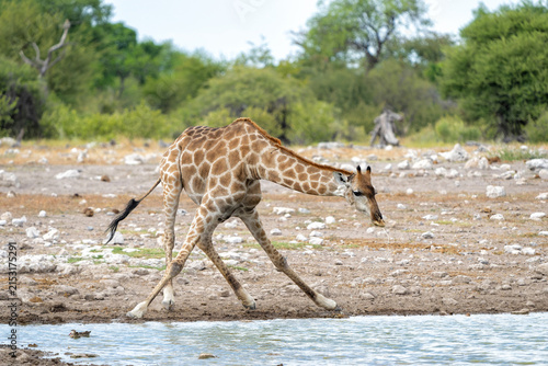 Photography Giraffe hanging around at a waterhole in the very dry and desolate Etosha Nation