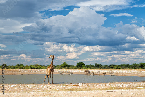 Photography Giraffe hanging around at a waterhole in the very dry and desolate Etosha Nation