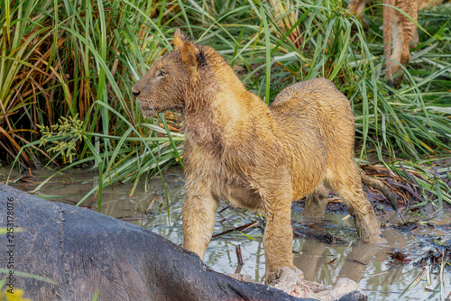 Canvas Print Lion cub hanging around  in the Masai Mara Game Reserve in Kenya