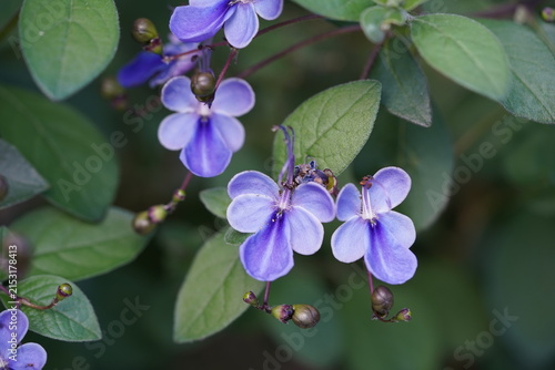 Clerodendrum ugandense is a synonym for Rotheca myricoides (often called the Uganda glory-bower or blue butterfly bush), a member of the mint family (Lamiaceae). Hanover Berggarten, Germany.