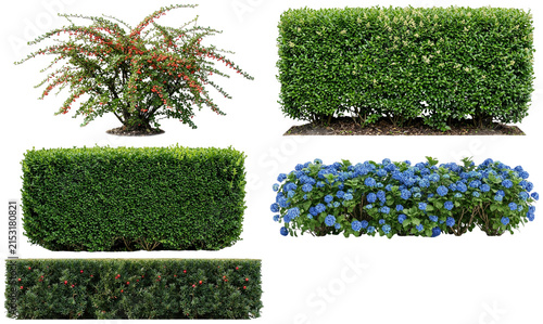 Obraz na plátně A collection of ornamental hedgerow plants trimmed and flowering for formal gardens and landscape borders
