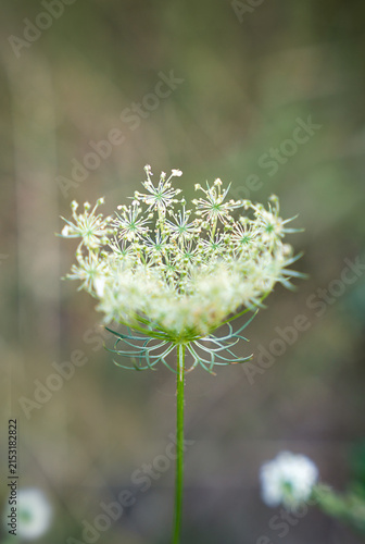 Delicate wild carrot seed head with soft green bokeh background. and generous copy space for botanical, seasonal, or nature themed designs. Selective focus.