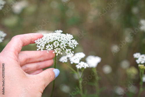 Female hand gently touching delicate white wildflower in summer meadow with soft green bokeh. Natural background and copy space for seasonal or wellness concepts. Selective focus.