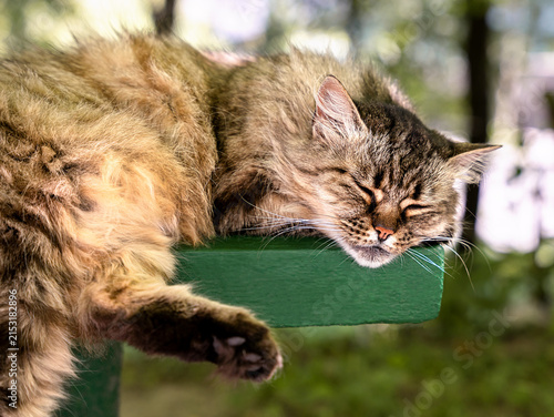 Fluffy long haired tabby cat peacefully sleeping on a wooden bench. Close-up.