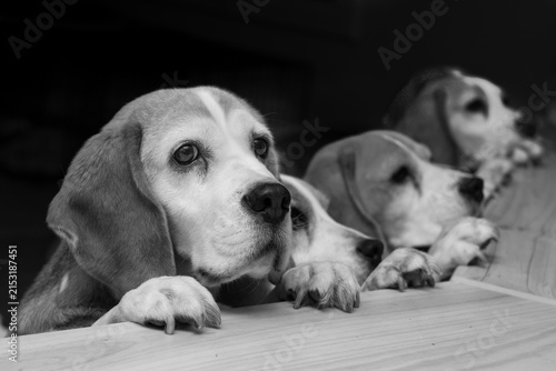 фотографія Cute Beagles in B&W