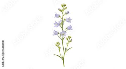 Принти на полотні Tall stem of delicate blue bellflowers in bloom