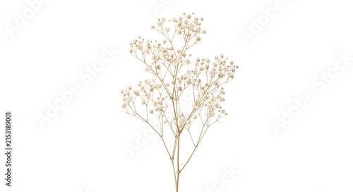 Fotografie Dried white baby breath flower branch stem closeup