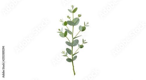 Foto Fresh green eucalyptus branch with round silver dollar leaves