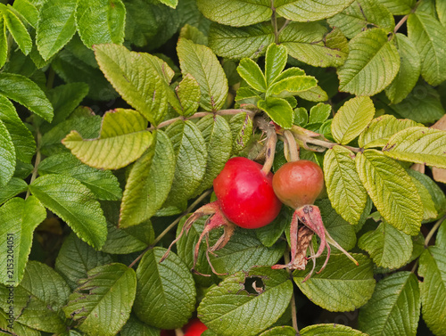fruits of the wrinkled rose hips with spherical red berries