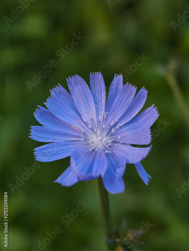 plant Chicory vulgaris, also known as blue dandelion.