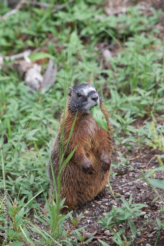 Une marmotte debout en train de manger une feuille 