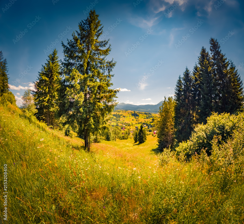 Obraz premium Astonishing summer view of Carpathian mountains, Ukraine, Europe. Spectacular morning scene of mountain pasture. Beauty of countryside concept background.