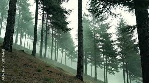 Pine forest shrouded in dense mountain fog on a steep hillside