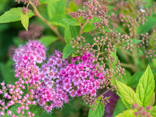 Flowers of Spiraea japonica double play pink, the Japanese meadowsweet, Japanese spiraea or Korean spiraea. It is a plant in the family Rosaceae.