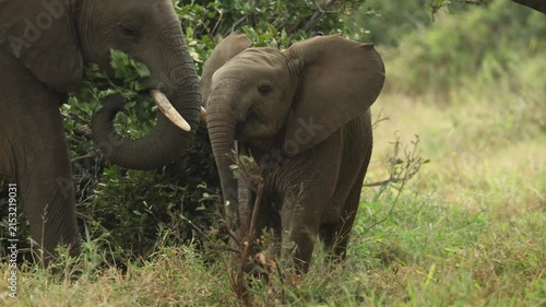 A cute baby elephant walks ahead before turning to its mother to suckle and drink milk, Kruger National Park, South Africa.