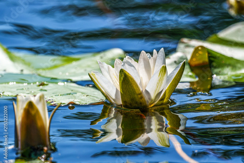 White water lily blooming among floating lily pads on blue pond water, with a clear reflection beneath the flower and a second blossom softly blurred in the foreground.