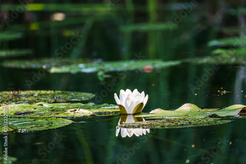 White water lily blooming among floating lily pads on a calm pond, with a clear reflection and lush green aquatic vegetation creating a peaceful natural scene.