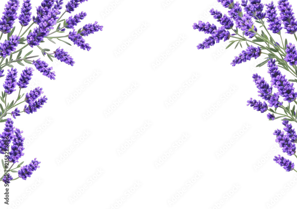 Fototapeta premium PNG Lavender floral border design.