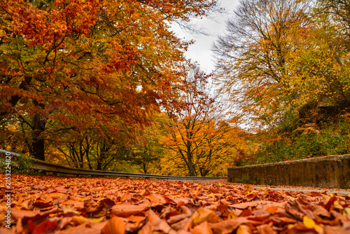 autumn is here 