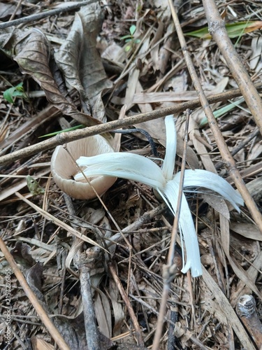 Ghost Orchid Emergence: A rare Ghost Orchid emerges from a cracked seed pod, its ethereal white petals unfurling amidst the dry forest floor, a symbol of resilience and hidden beauty.