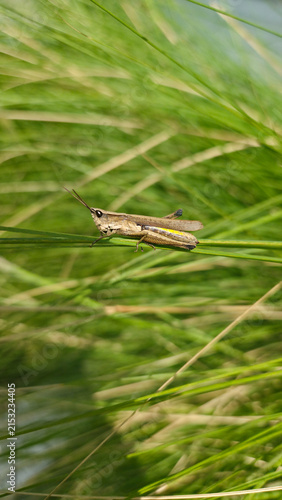 Canvastavla Macro capture of a herbivorous grasshopper (Valanga nigricornis) hiding in lush