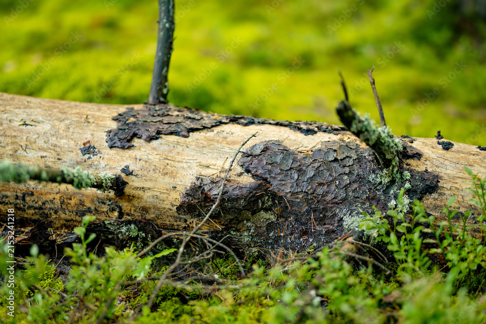 Obraz premium Fallen tree trunk covered with bark and lichen on the green forest floor. Decaying deadwood provides habitat and nutrients in a natural woodland ecosystem.