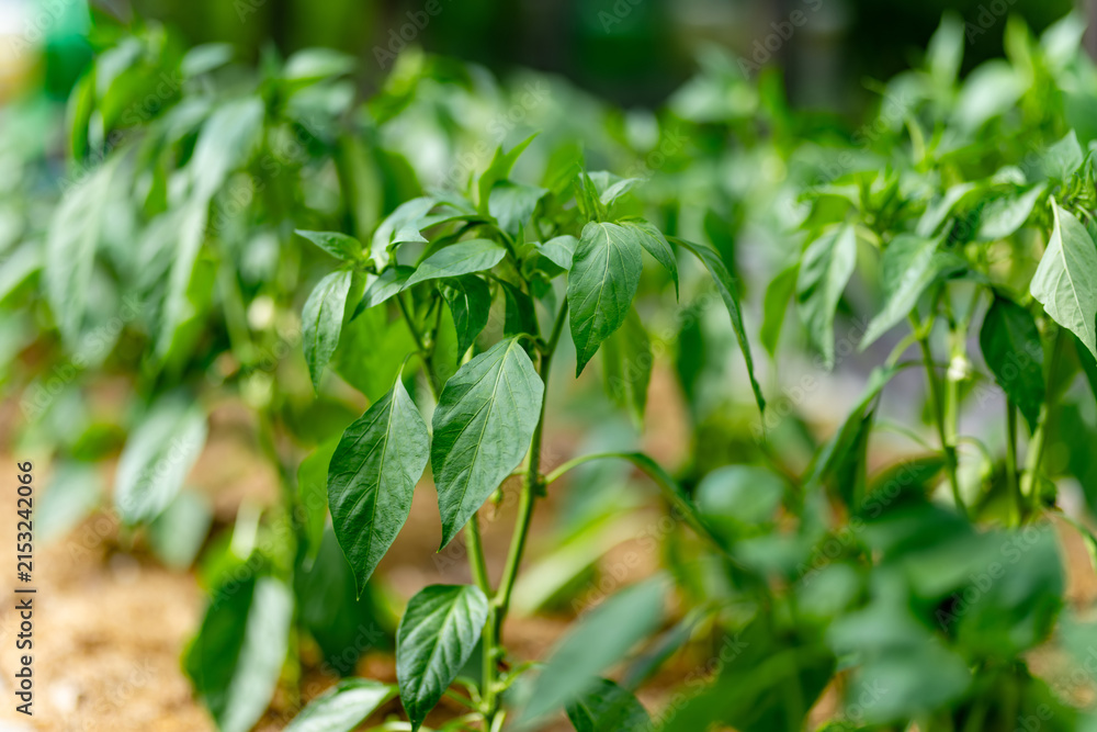 Fototapeta premium Young green pepper plants grow in rows inside a greenhouse. Healthy Capsicum annuum plants develop in warm summer conditions before producing ripe vegetables.