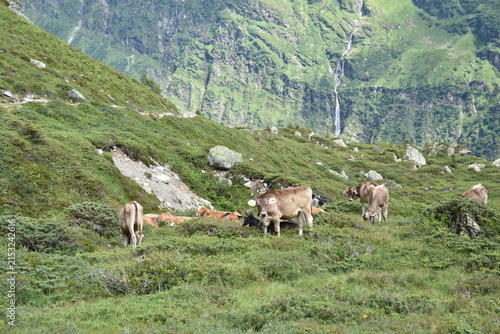 Maderanertal Kühe