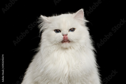 Konstfotografi Funny British Longhair white cat with striking blue eyes licking its nose, isola