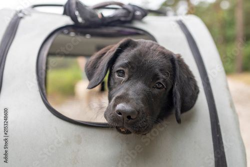 Three-Month-Old Black Labrador Retriever Puppy Looking Out of a Dog Cart