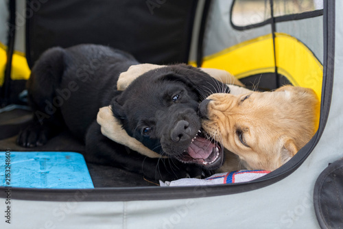 Yellow Labrador Puppy Hugging a Black Labrador Puppy During Play