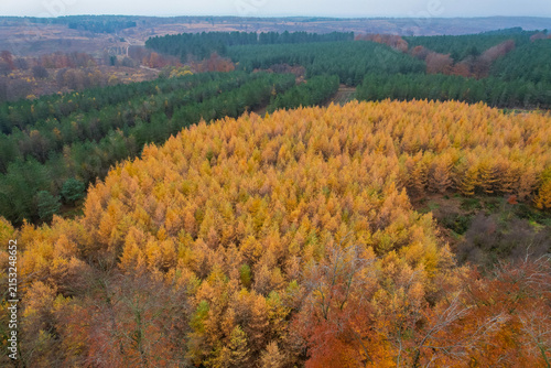Aerial view of Cannock Chase Forest featuring vibrant golden larch trees contrasting with dark green pine trees during the autumn season in Staffordshire, England, United Kingdom.