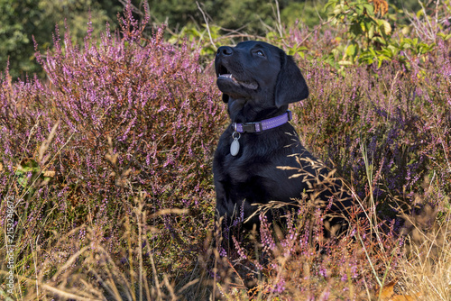Three-Month-Old Black Labrador Puppy Looking Up Through Purple Heather